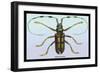 Beetle: Lamia Tricincta-Sir William Jardine-Framed Premium Giclee Print