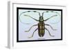 Beetle: Lamia Tricincta-Sir William Jardine-Framed Art Print