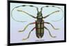 Beetle: Lamia Tricincta-Sir William Jardine-Mounted Art Print