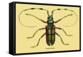 Beetle: Lamia Tricincta-Sir William Jardine-Framed Stretched Canvas