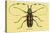 Beetle: Lamia Tricincta-Sir William Jardine-Stretched Canvas