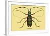 Beetle: Lamia Tricincta-Sir William Jardine-Framed Art Print