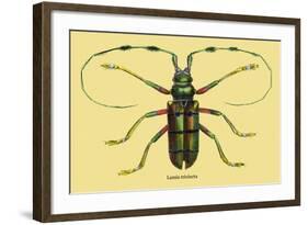 Beetle: Lamia Tricincta-Sir William Jardine-Framed Art Print