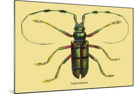 Beetle: Lamia Tricincta-Sir William Jardine-Mounted Art Print