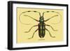 Beetle: Lamia Tricincta-Sir William Jardine-Framed Art Print