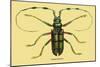 Beetle: Lamia Tricincta-Sir William Jardine-Mounted Art Print