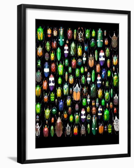 Beetle Lay Out on Black Back Ground in Multi Colors and Shapes-Darrell Gulin-Framed Premium Photographic Print