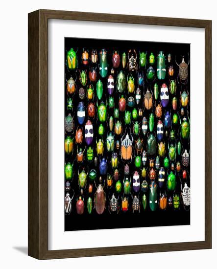 Beetle Lay Out on Black Back Ground in Multi Colors and Shapes-Darrell Gulin-Framed Photographic Print