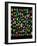 Beetle Lay Out on Black Back Ground in Multi Colors and Shapes-Darrell Gulin-Framed Photographic Print