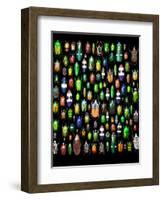 Beetle Lay Out on Black Back Ground in Multi Colors and Shapes-Darrell Gulin-Framed Photographic Print