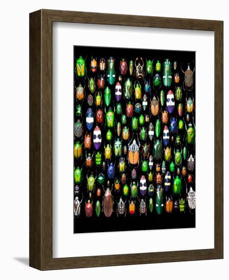 Beetle Lay Out on Black Back Ground in Multi Colors and Shapes-Darrell Gulin-Framed Photographic Print