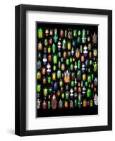 Beetle Lay Out on Black Back Ground in Multi Colors and Shapes-Darrell Gulin-Framed Photographic Print