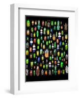 Beetle Lay Out on Black Back Ground in Multi Colors and Shapes-Darrell Gulin-Framed Photographic Print