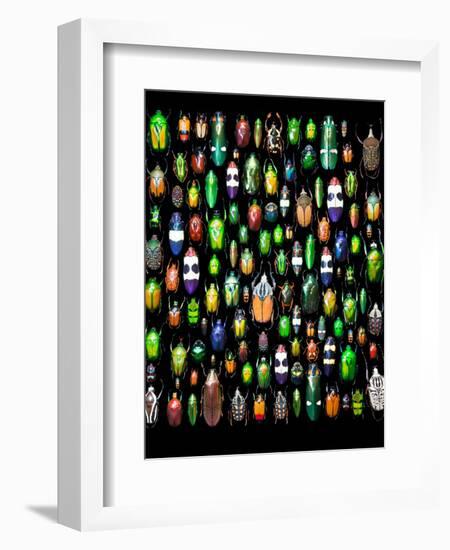 Beetle Lay Out on Black Back Ground in Multi Colors and Shapes-Darrell Gulin-Framed Photographic Print