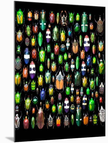 Beetle Lay Out on Black Back Ground in Multi Colors and Shapes-Darrell Gulin-Mounted Photographic Print