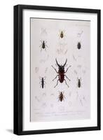 Beetle, Lucanus-JO Westwood-Framed Art Print