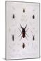 Beetle, Lucanus-JO Westwood-Mounted Art Print