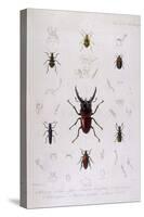 Beetle, Lucanus-JO Westwood-Stretched Canvas