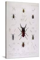 Beetle, Lucanus-JO Westwood-Stretched Canvas