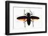 Beetle on Display. Santa Fe, New Mexico. Usa-Julien McRoberts-Framed Photographic Print