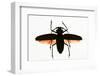 Beetle on Display. Santa Fe, New Mexico. Usa-Julien McRoberts-Framed Photographic Print