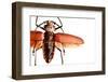 Beetle on Display, Santa Fe, New Mexico. Usa-Julien McRoberts-Framed Photographic Print