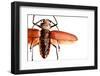 Beetle on Display, Santa Fe, New Mexico. Usa-Julien McRoberts-Framed Photographic Print