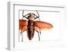 Beetle on Display, Santa Fe, New Mexico. Usa-Julien McRoberts-Framed Photographic Print