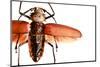 Beetle on Display, Santa Fe, New Mexico. Usa-Julien McRoberts-Mounted Photographic Print