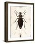 Beetle, Prionus Cumingii-J.O. Westwood-Framed Art Print