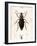 Beetle, Prionus Cumingii-J.O. Westwood-Framed Art Print