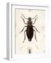 Beetle, Prionus Cumingii-J.O. Westwood-Framed Art Print