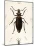 Beetle, Prionus Cumingii-J.O. Westwood-Mounted Art Print