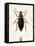 Beetle, Prionus Cumingii-J.O. Westwood-Framed Stretched Canvas