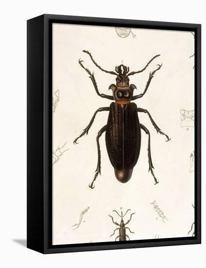 Beetle, Prionus Cumingii-J.O. Westwood-Framed Stretched Canvas