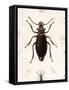 Beetle, Prionus Cumingii-J.O. Westwood-Framed Stretched Canvas