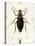 Beetle, Prionus Cumingii-J.O. Westwood-Stretched Canvas