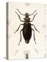 Beetle, Prionus Cumingii-J.O. Westwood-Stretched Canvas