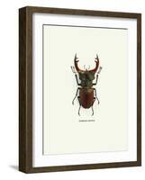 Beetle Red-null-Framed Art Print