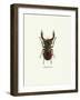 Beetle Red-null-Framed Art Print