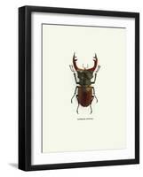 Beetle Red-null-Framed Art Print