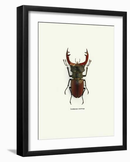 Beetle Red-null-Framed Art Print