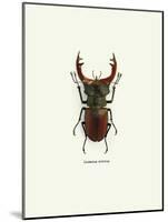 Beetle Red-null-Mounted Art Print