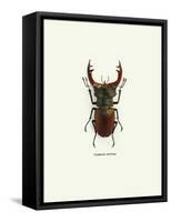 Beetle Red-null-Framed Stretched Canvas