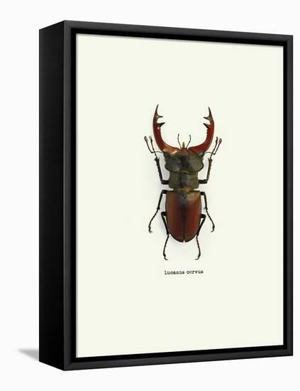 Beetle Red-null-Framed Stretched Canvas