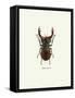 Beetle Red-null-Framed Stretched Canvas