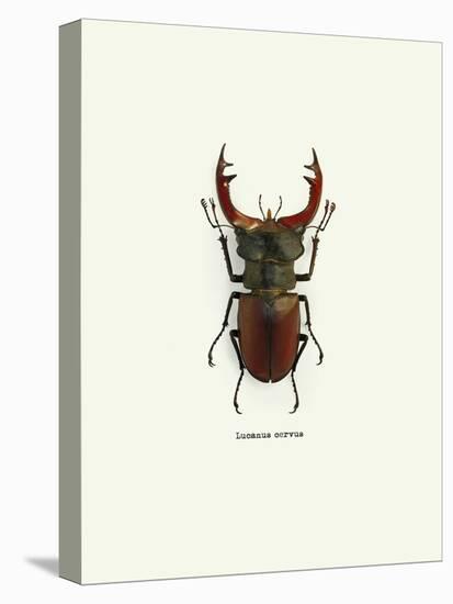 Beetle Red-null-Stretched Canvas