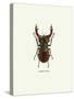 Beetle Red-null-Stretched Canvas