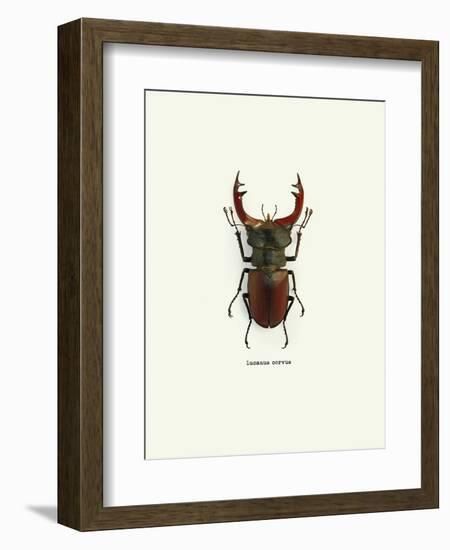 Beetle Red-null-Framed Art Print