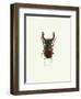 Beetle Red-null-Framed Art Print